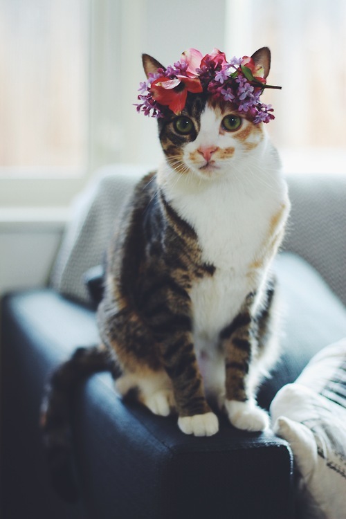 4b3a5c8585f0.jpg