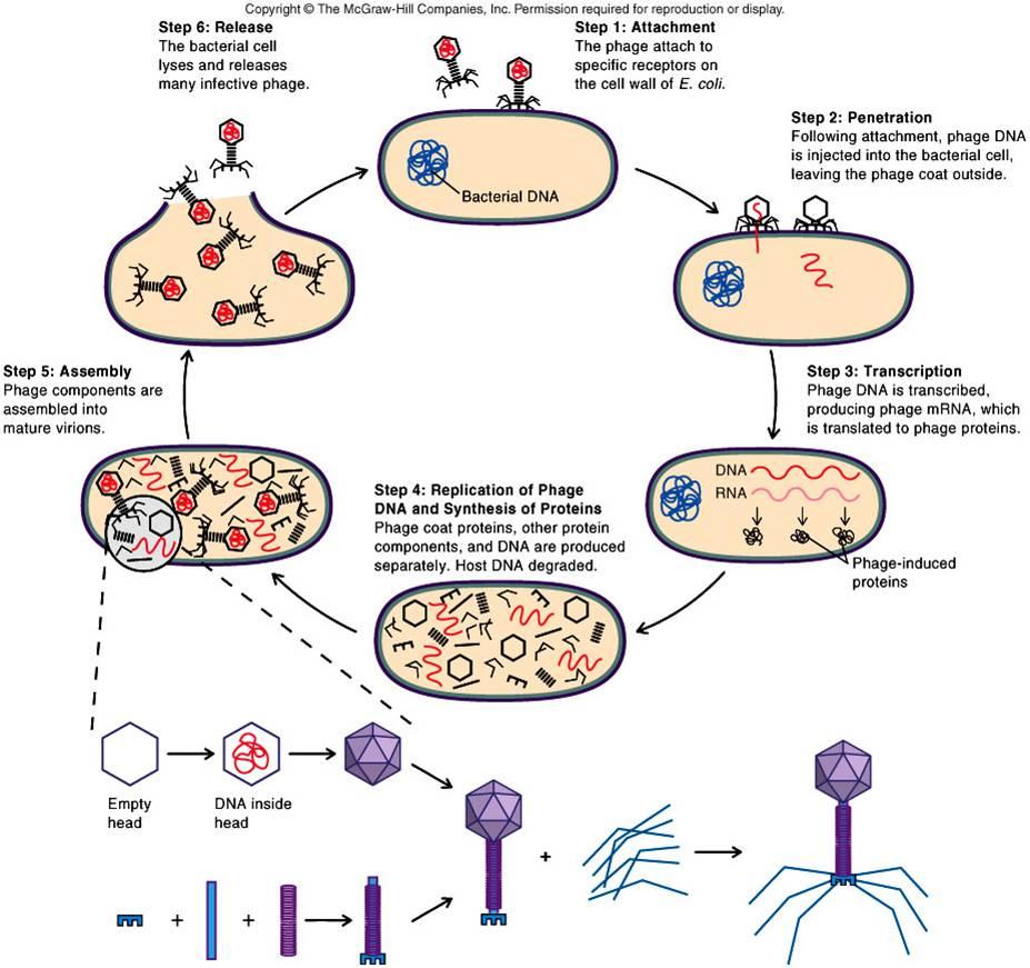 Цикл бактерии. Размножение, жизненный цикл вирусов.. Размножение вирусов схема. Жизненный цикл вируса бактериофага. Схема заражения клетки вирусом бактериофагом.