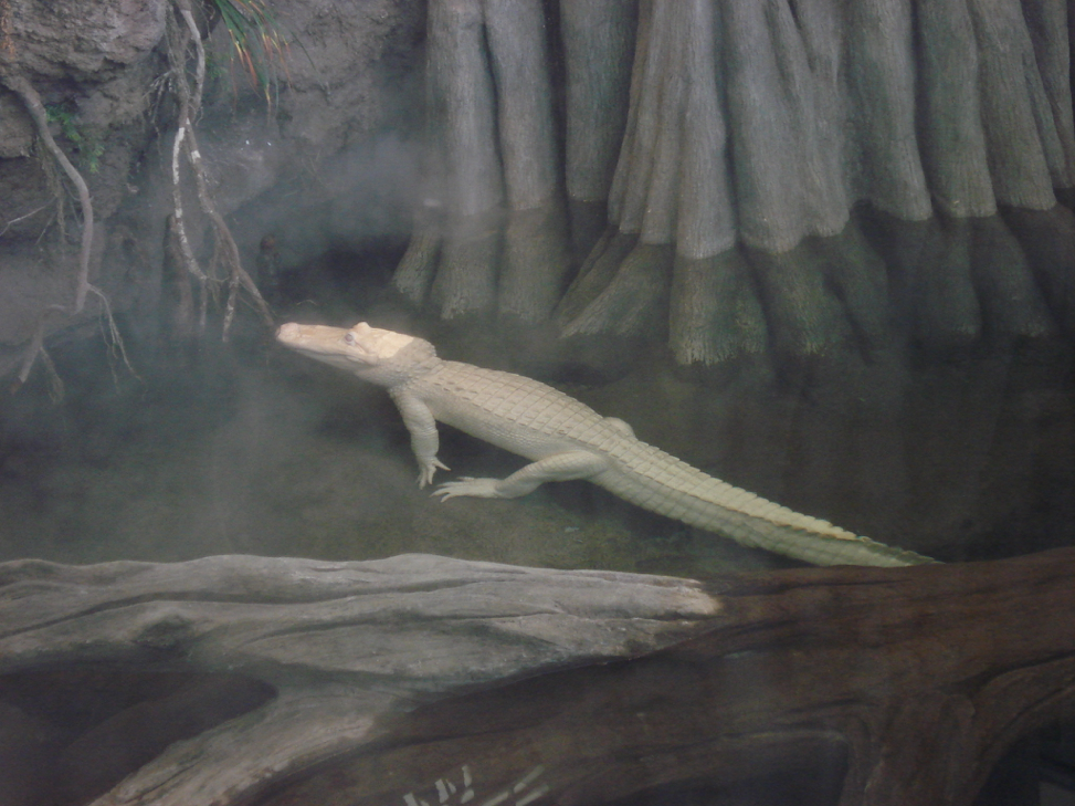 крокодил-альбинос.png