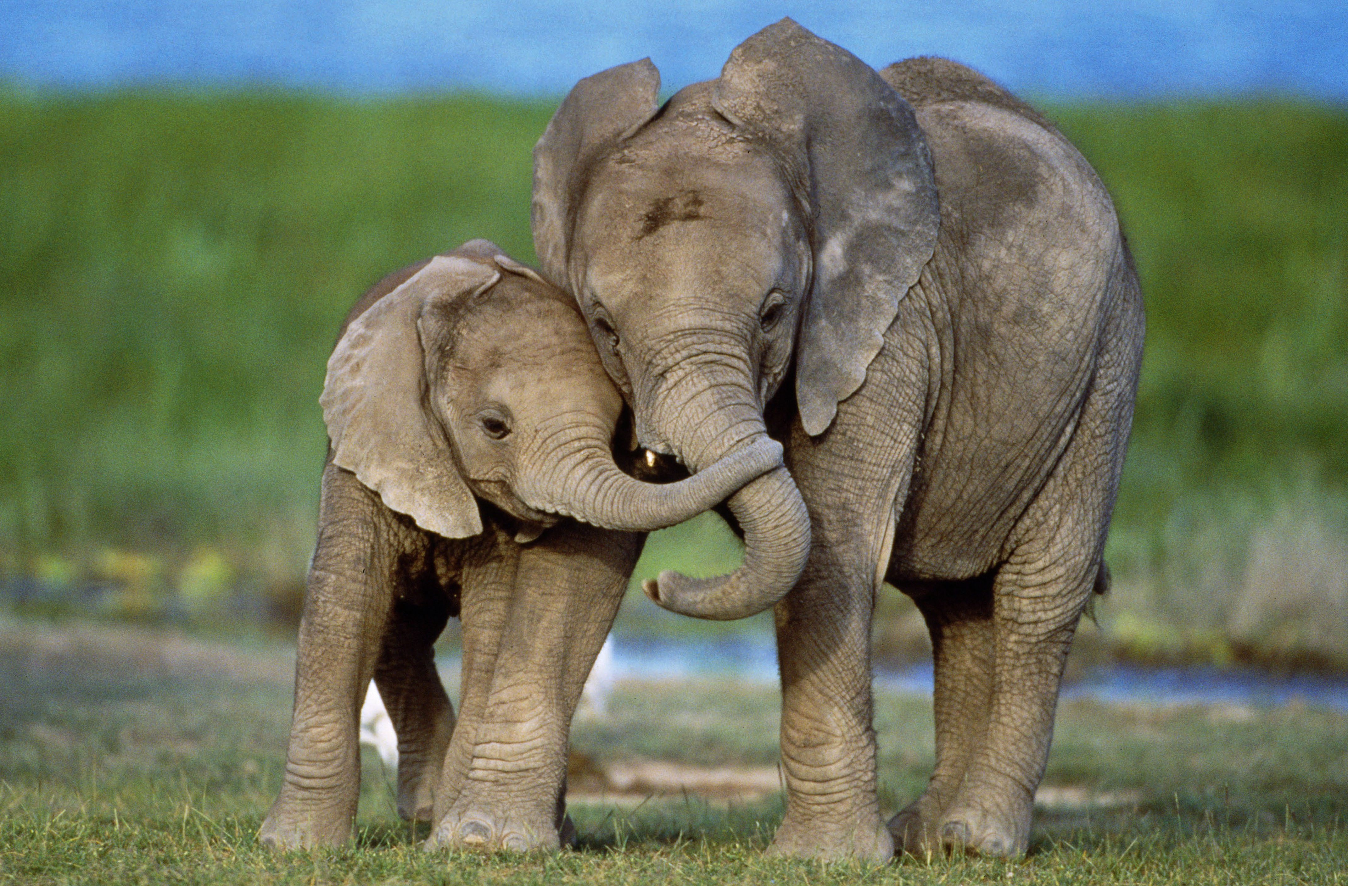 Есть мама у слоненка. Слон. Слон и Слоненок. Слониха со слоненком. Слоны с детенышами.
