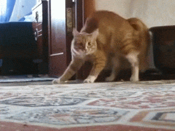fa0c43628b853c4a570c0d751db76a8d.gif