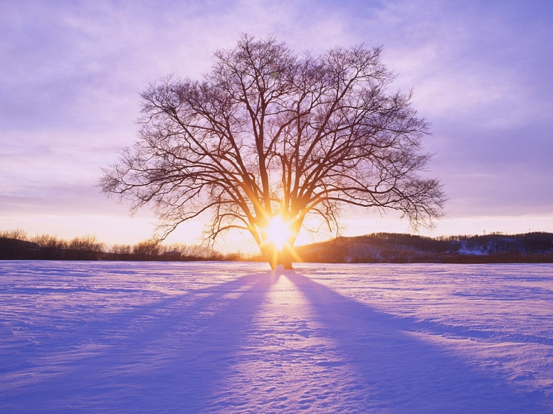 ws_Shiny_Sun_Tree_&_Snow_Scenery_1024x768.jpg