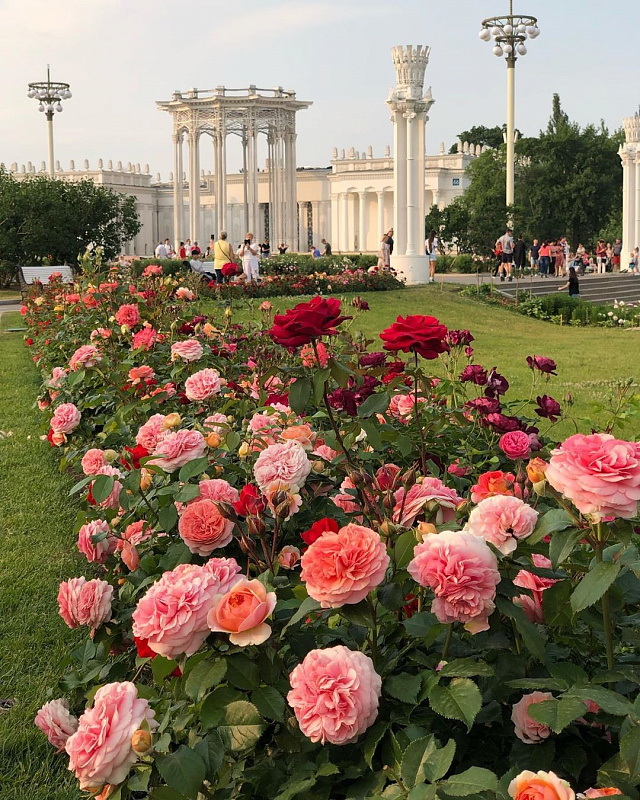 ВВЦРОЗЫ.jpg