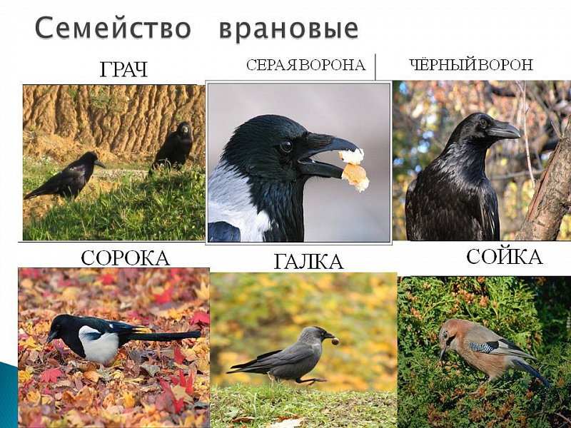 Отличие ворона от грача в картинках