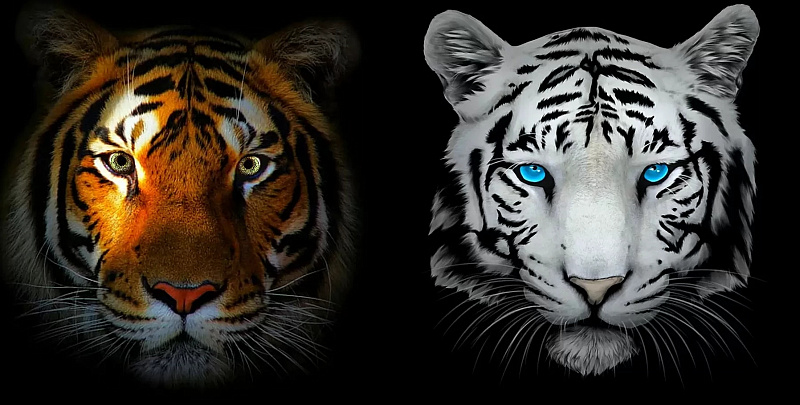 tigers-5681681_1920~2.jpg